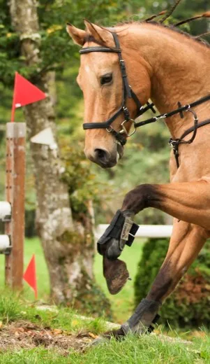 Pferd mit Trense und Snap n' Snaffle Karabiner