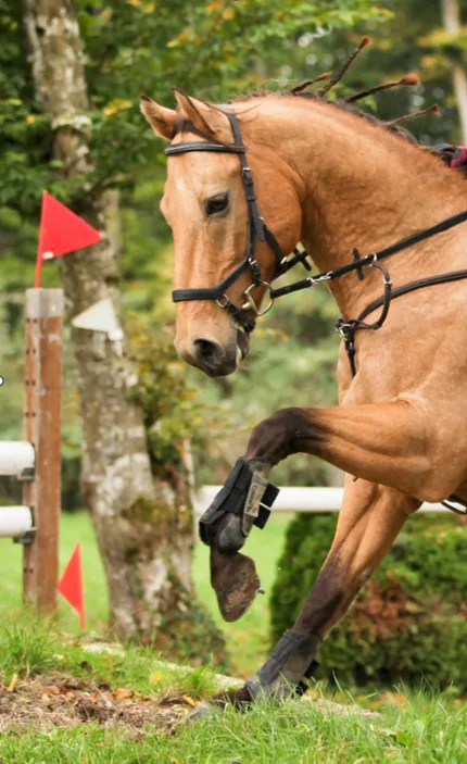 Reiterin mit Pferd im Parcours